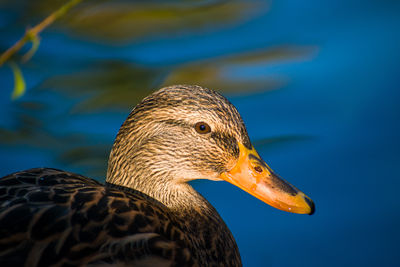 Close-up of duck swimming in lake