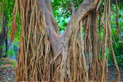 Trees in forest