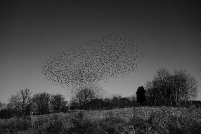 Silhouette birds flying over field against clear sky