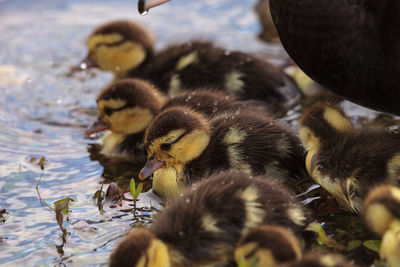 Close-up of a bird in water