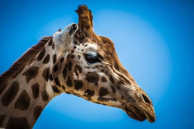 Close-up of giraffe against blue sky