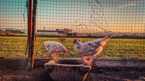 View of birds in field against sky during sunset