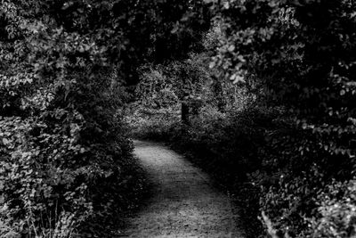 Footpath amidst trees in forest