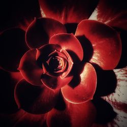 Close-up of red rose