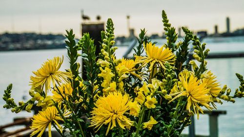 Close-up of yellow flowering plants by river