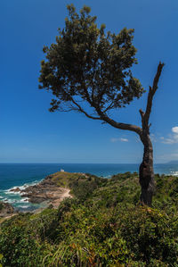 Tree by sea against clear blue sky