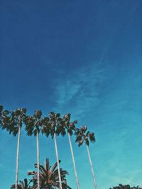 Low angle view of palm trees against blue sky