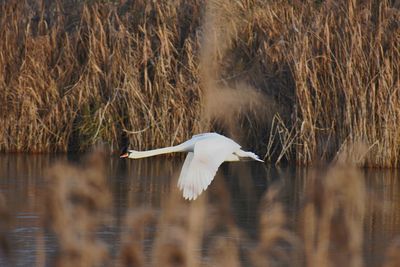 Swan flying over lake