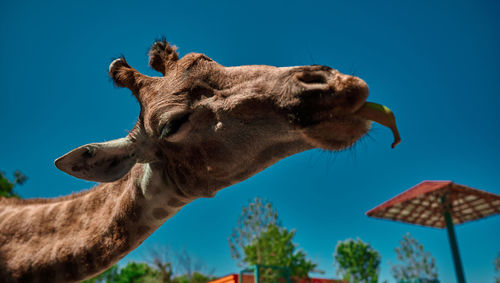 Low angle view of giraffe against clear blue sky