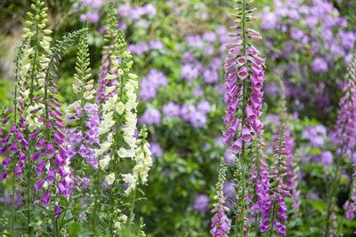 Close-up of pink flowering plants in garden