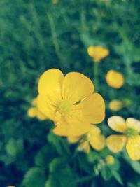 Close-up of yellow flower blooming outdoors