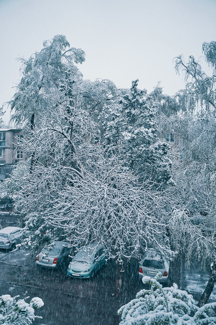 SNOW COVERED PLANTS AND CAR