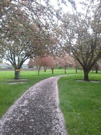 Trees in park