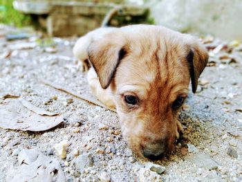 Close-up portrait of a dog