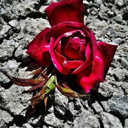 Close-up of pink rose