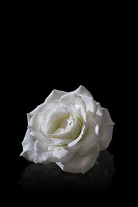 Close-up of white rose against black background
