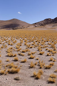 Puna, cordillera de los andes. scenic view of field against sky