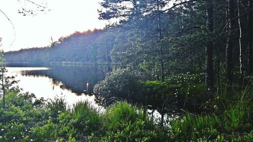Scenic view of river with trees in background