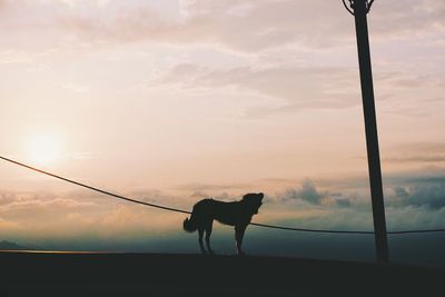 Dog on landscape against cloudy sky