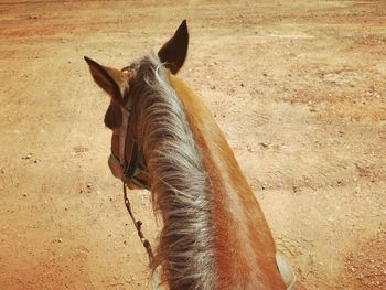 Close-up of horse