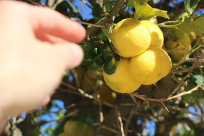 Close-up of yellow fruits on tree