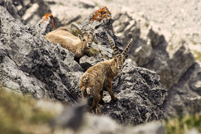 Lizard on rock