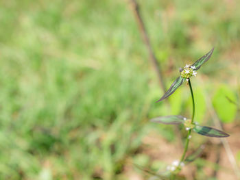 Close-up of insect on plant