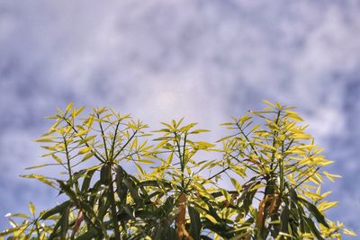 Low angle view of plant against cloudy sky