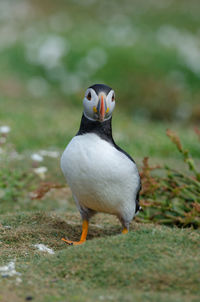 Atlantic puffin - fratercula arctica on skomer island