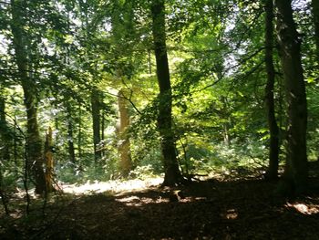 Trees in forest