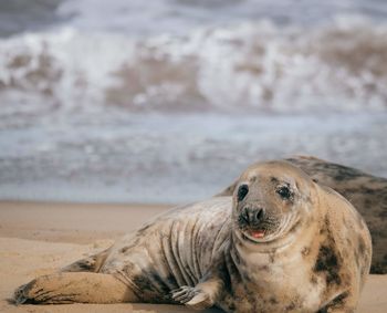 Close-up of a seal on the beach