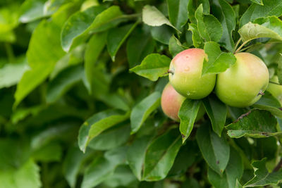 Close-up of apples on tree