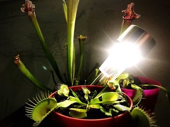 Close-up of potted plant