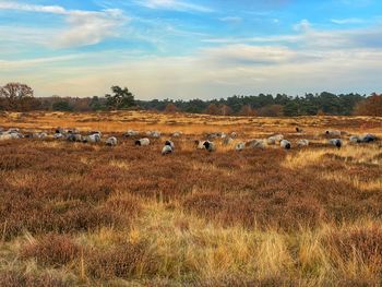 Flock of sheep in a field