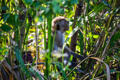 Monkey in a tree