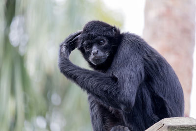 Low angle portrait of black monkey sitting outdoors