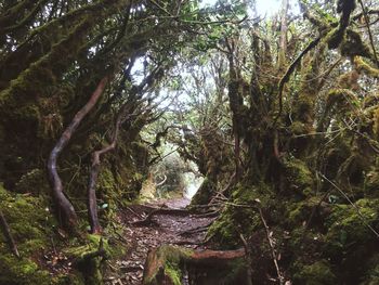 Trees in forest