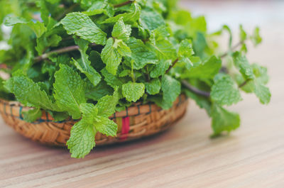 Close-up of green leaves on table