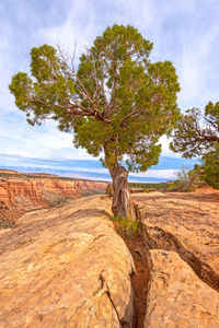 Utah juniper growing out from the rocks in colorado national monument in colorado