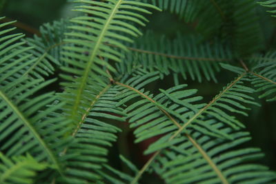 Close-up of fern