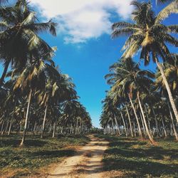 Palm trees against cloudy sky
