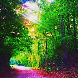 Sun shining through trees