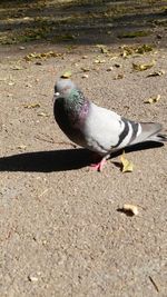 High angle view of bird perching on land