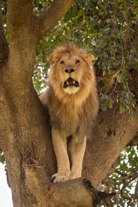 Male lion stands in tree looking up