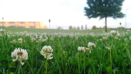 Close-up of flowers blooming in field