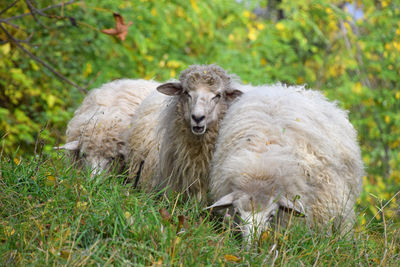 Portrait of sheep on field