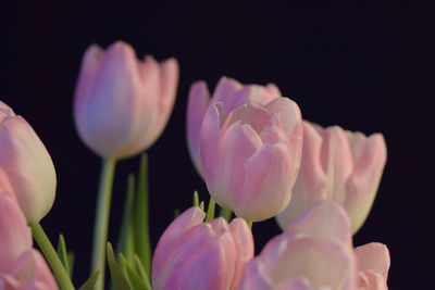 Close-up of pink flowering plant against black background