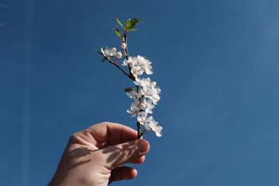 Close-up of hand holding flower against blue sky