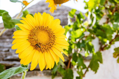 Close-up of yellow sunflower