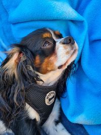 High angle view of dog looking away